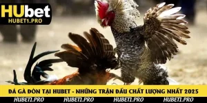 Đá gà đòn tại Hubet