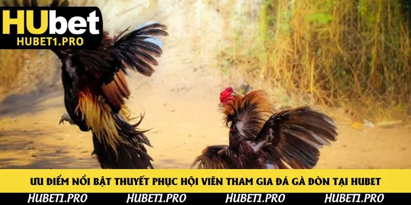 Ưu điểm nổi bật thuyết phục hội viên tham gia đá gà đòn tại Hubet